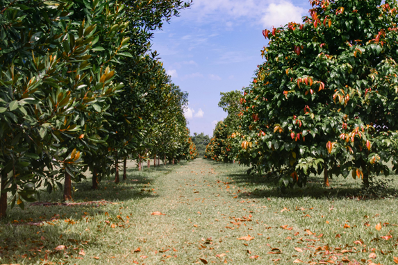 Garden Image